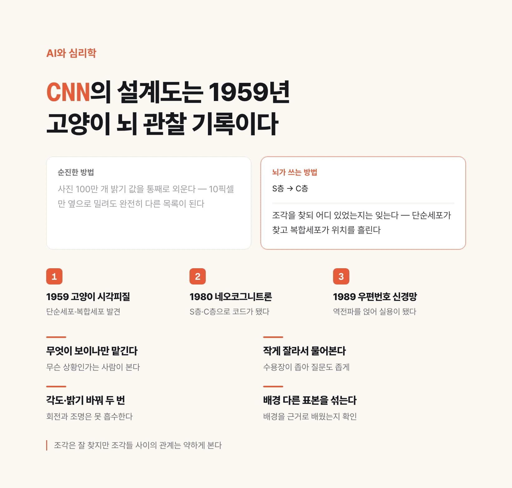 CNN의 설계도는 1959년 고양이 뇌 관찰 기록이다 — 명령과 단계를 담은 요약 도식